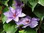 Clematis