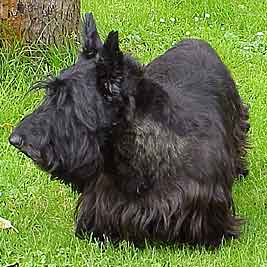 unser Hund Scotty